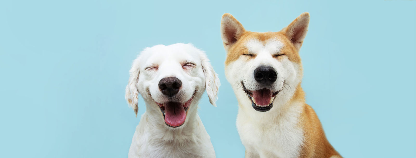Two dogs smiling with light blue background.