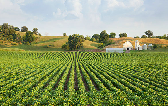 Row of crops in farming field.