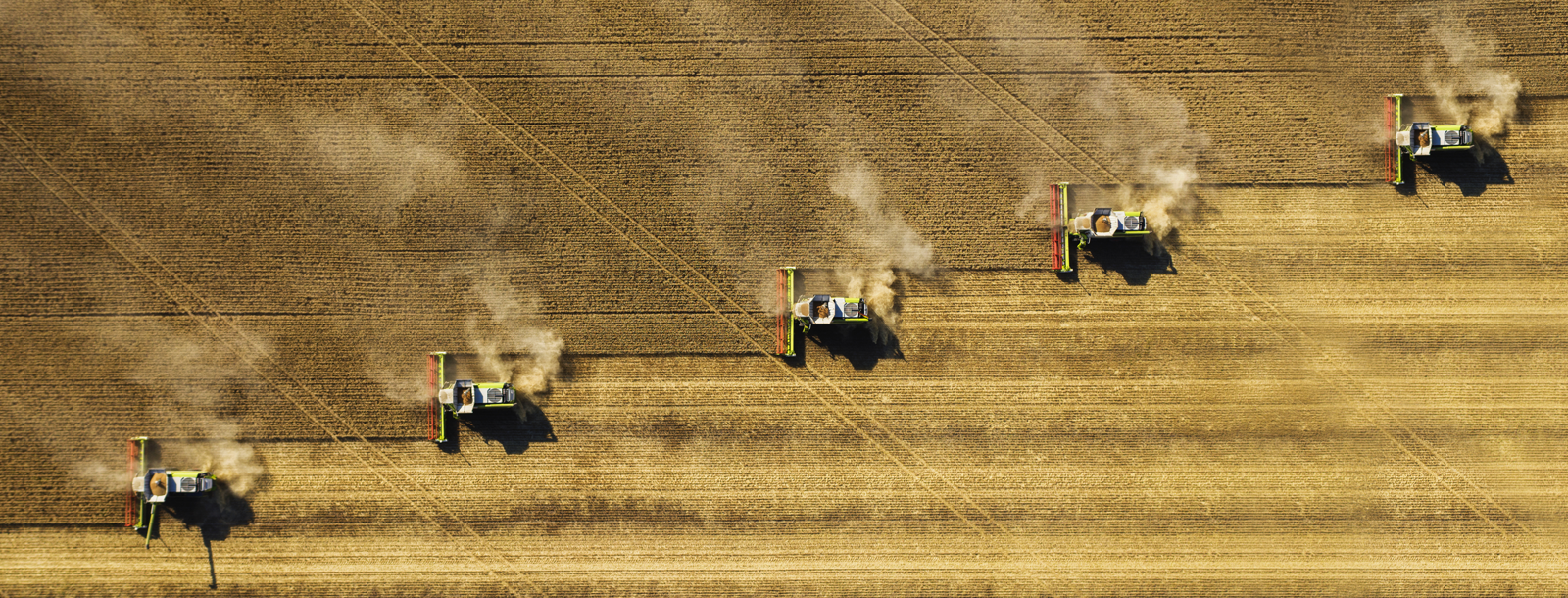 A row of tractors harvesting a wheat field