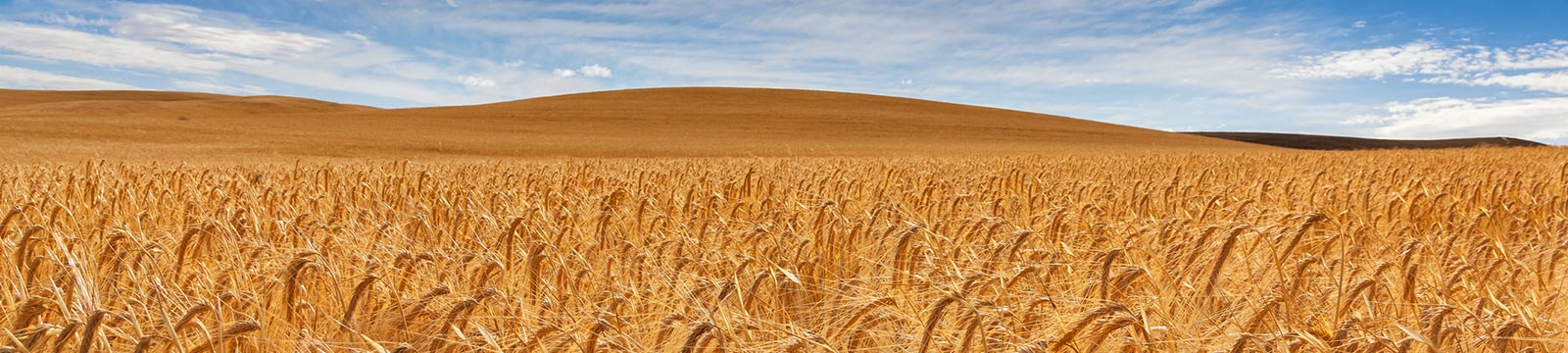 Wheat field and blue sky.